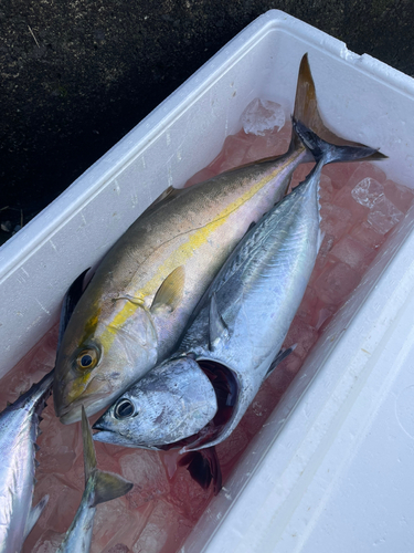 ヒラソウダの釣果