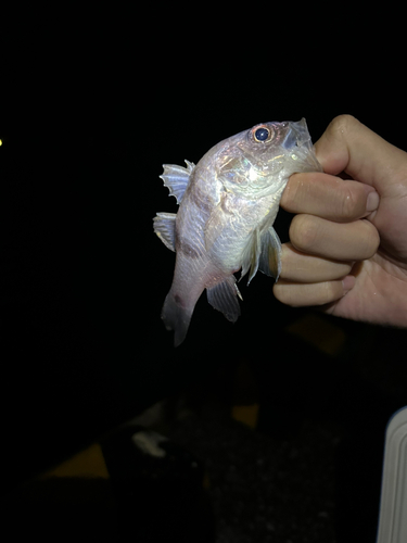 ヨコスジイシモチの釣果