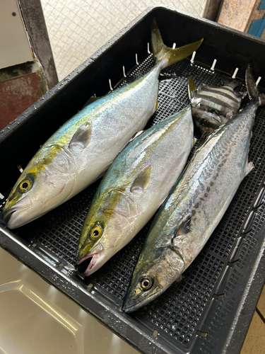 ハマチの釣果