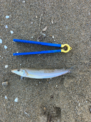 キスの釣果