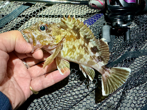 ガシラの釣果