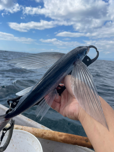 トビウオの釣果