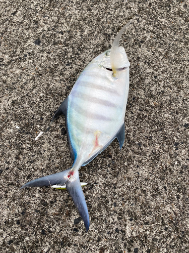 クロヒラアジの釣果