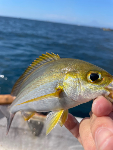 イサキの釣果