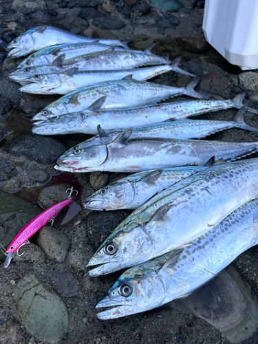 サゴシの釣果