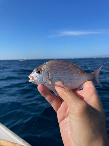 チャリコの釣果