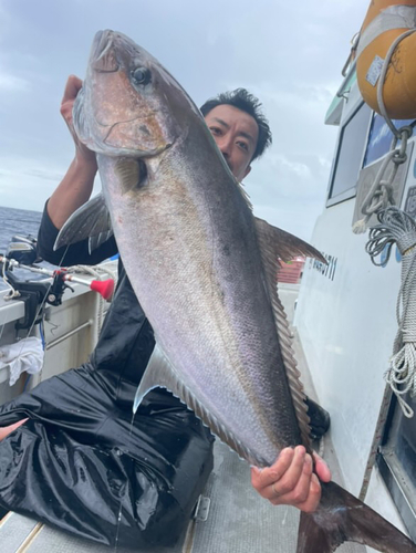 カンパチの釣果