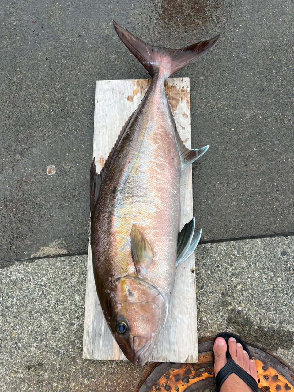 釣り人ゆーだいさんの釣果 2枚目の画像