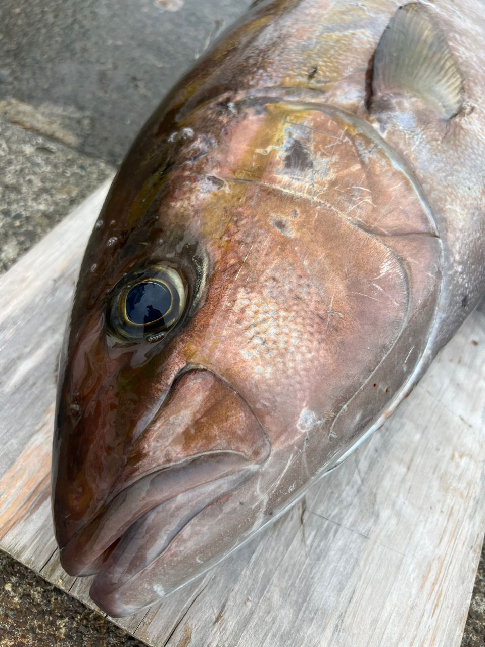 釣り人ゆーだいさんの釣果 3枚目の画像