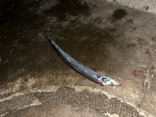 タチウオの釣果