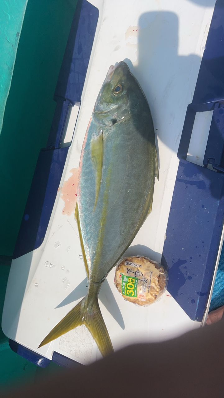 釣り人ゆーだいさんの釣果 2枚目の画像