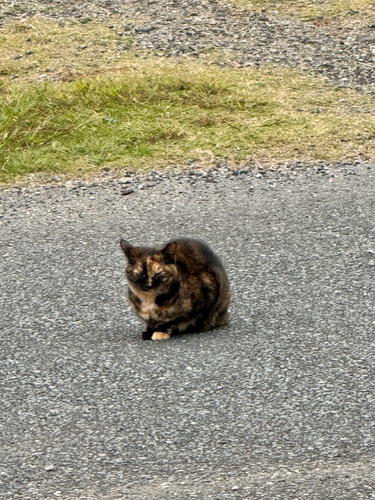 若洲海浜公園海釣り施設