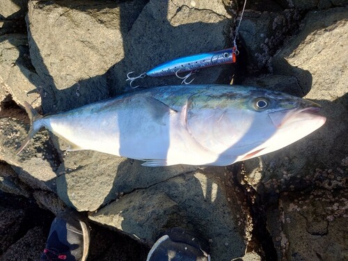 イナダの釣果