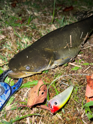 マナマズの釣果