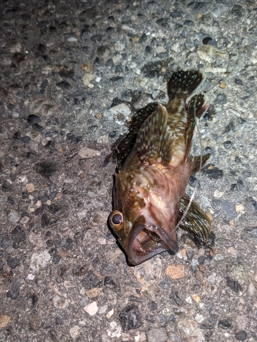 カサゴの釣果