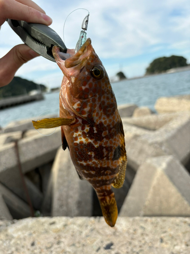 キジハタの釣果