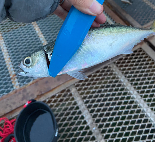 サバの釣果