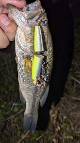 ブラックバスの釣果