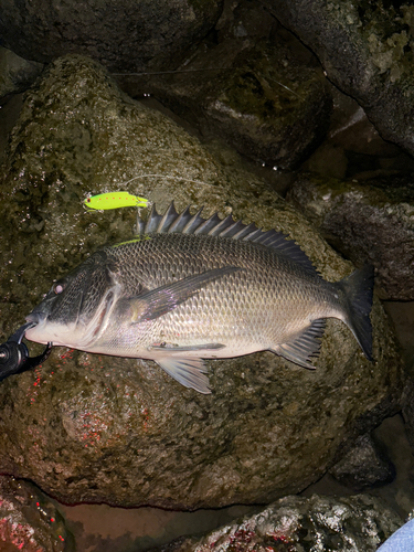 クロダイの釣果