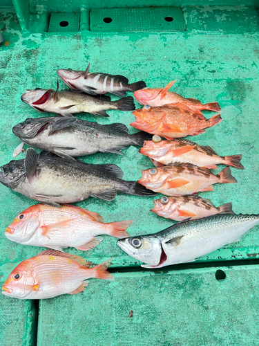 ウスメバルの釣果