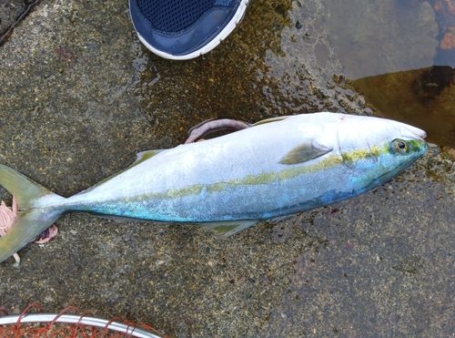 ハマチの釣果