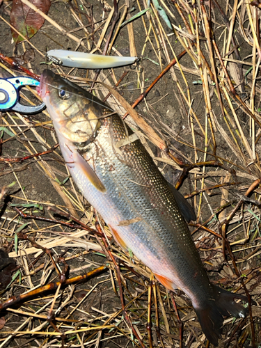 ウグイの釣果