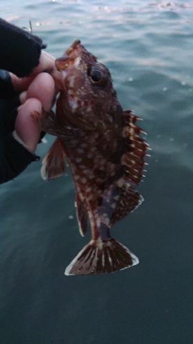 ガシラの釣果