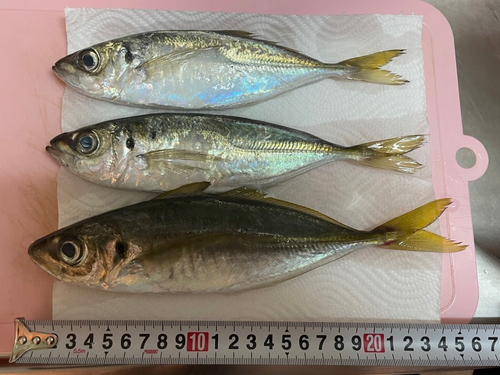 アジの釣果