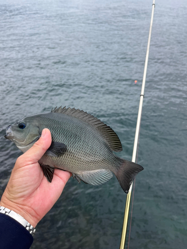 メジナの釣果