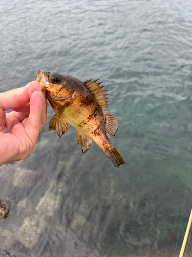 メバルの釣果