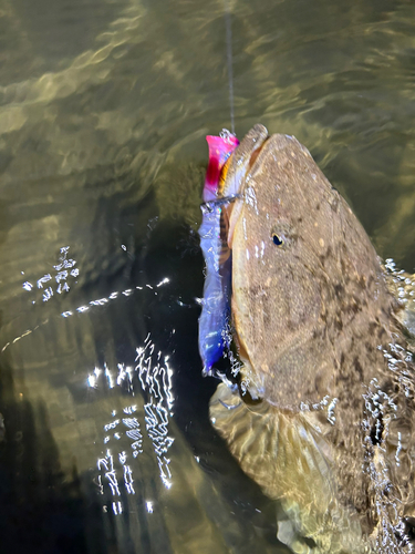 マゴチの釣果