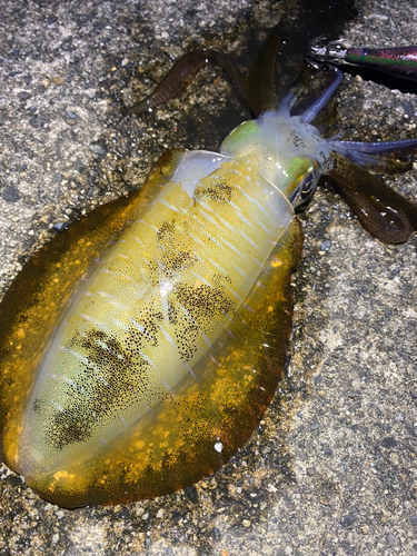 アオリイカの釣果