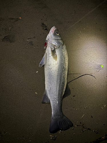 ヒラスズキの釣果