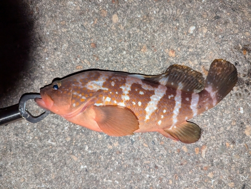 アコウの釣果