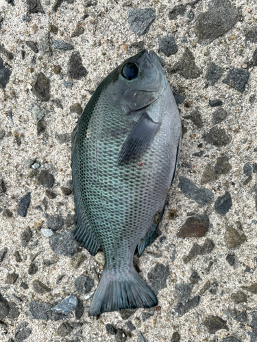 グレの釣果