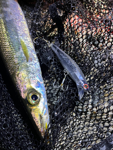 カマスの釣果