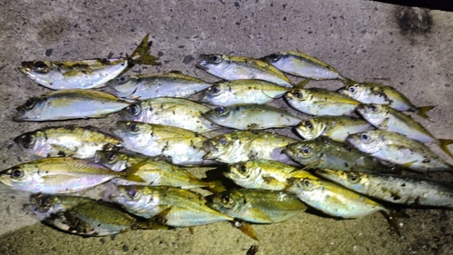 マハゼの釣果