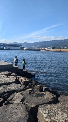 アイゴの釣果