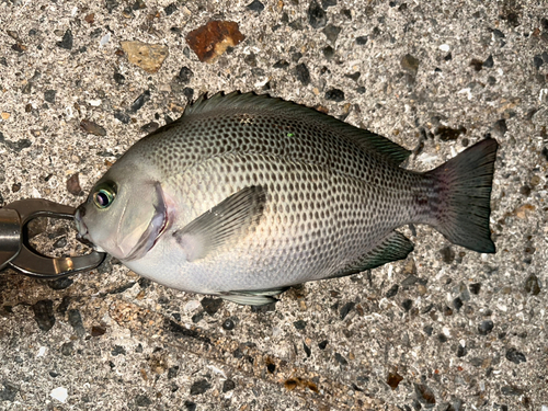 グレの釣果