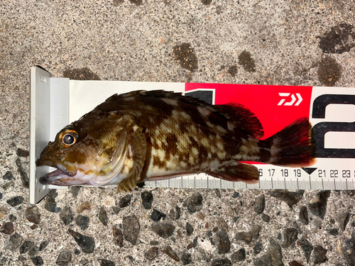 ガシラの釣果