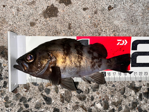 シロメバルの釣果