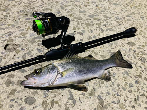 セイゴ（ヒラスズキ）の釣果