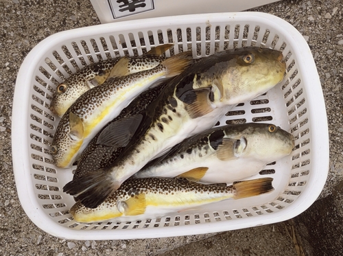 ショウサイフグの釣果