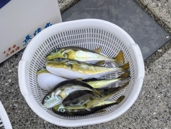 シロサバフグの釣果