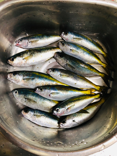 タカベの釣果