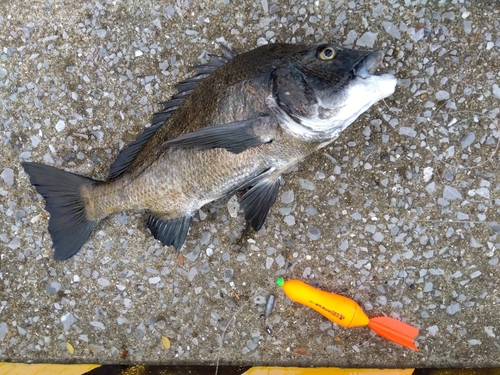 チヌの釣果