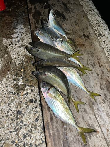 アジの釣果