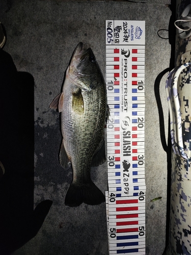 ブラックバスの釣果