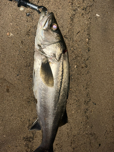 スズキの釣果