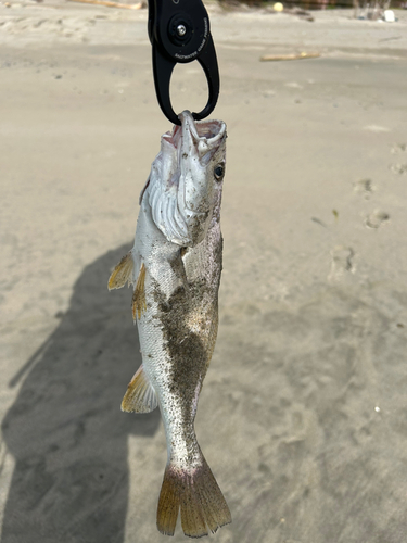 ニベの釣果